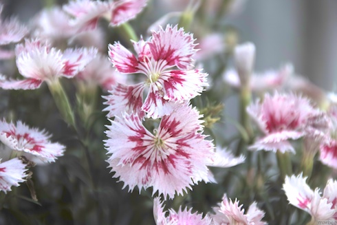 ナデシコ? ナデシコ?