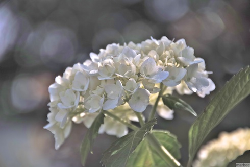 あじさい? あじさい?