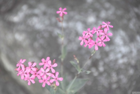 ピンクの花 ピンクの花