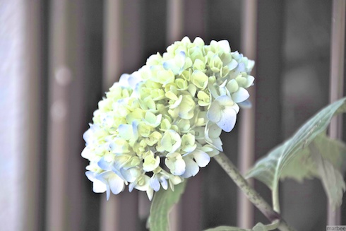 あじさい? あじさい?