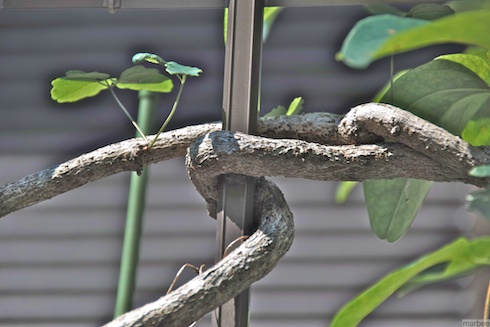 絡まった枝 絡まった枝
