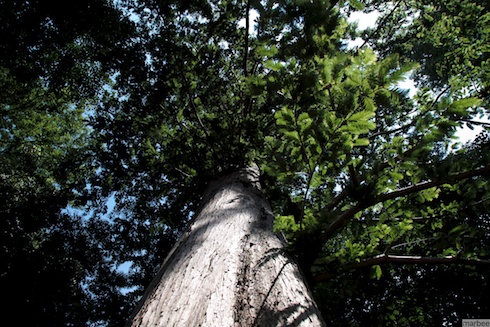 メタセコイア メタセコイア