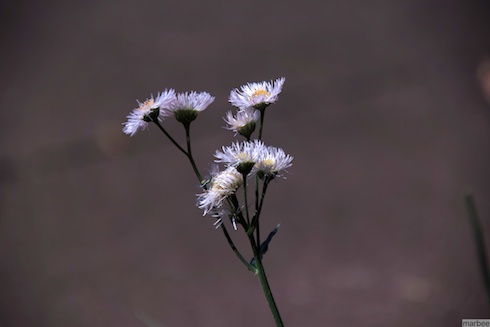 ローゼンタ? ローゼンタ?