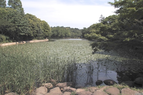 蓮の池 蓮の池