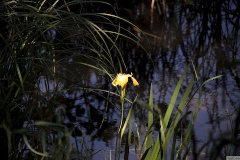 黄色い花 黄色い花