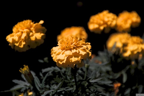 黄色い花 黄色い花