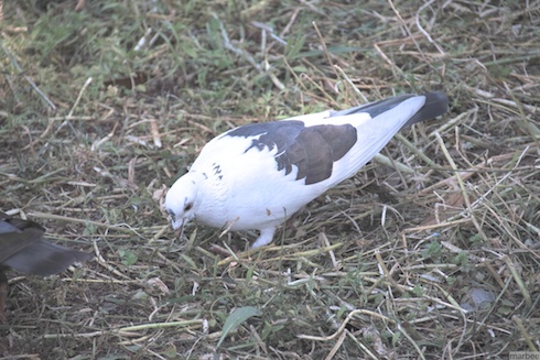 白い鳩 白い鳩