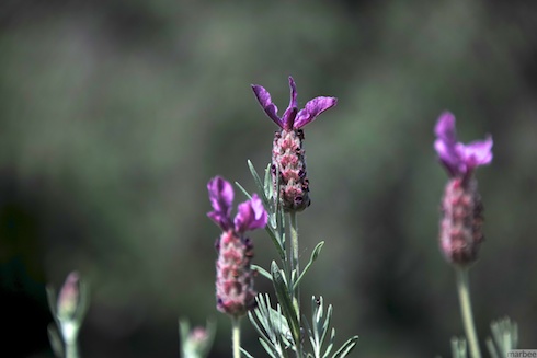 紫の植物 紫の植物