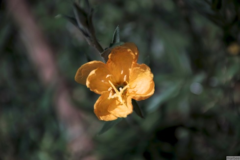 黄色い花 黄色い花