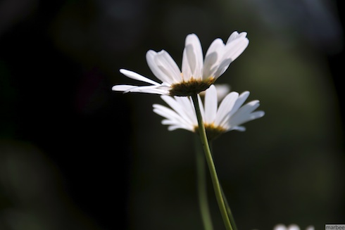 ローゼンタ ローゼンタ