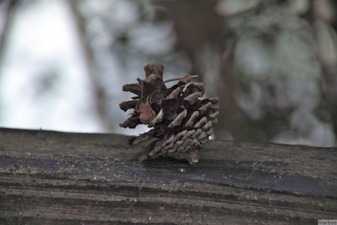 松ぼっくり 松ぼっくり