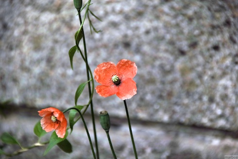 オレンジの花 オレンジの花