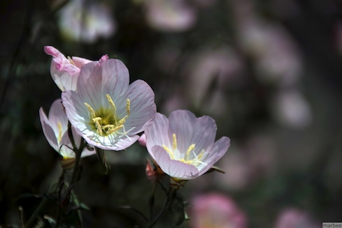 ピンクの花 ピンクの花