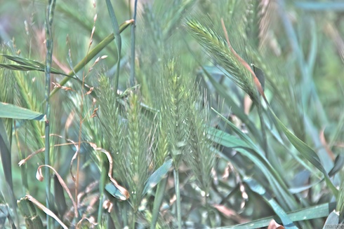 ねこじゃらし ねこじゃらし