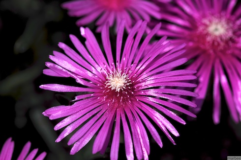 アズマギク アズマギク