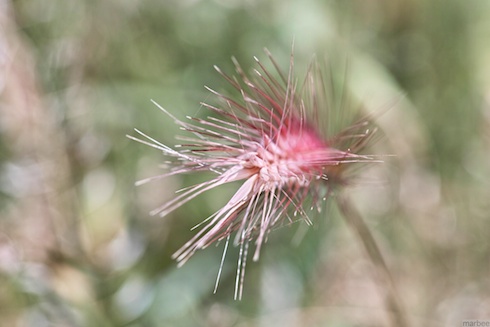 ねこじゃらし ねこじゃらし