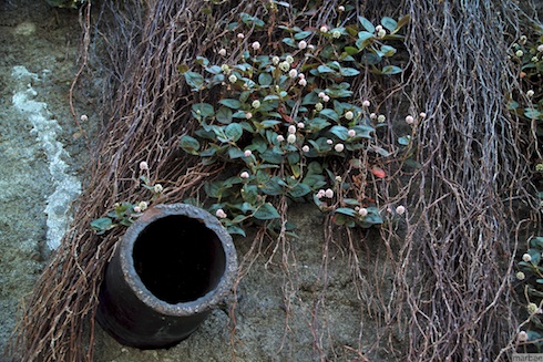 ひるつめそば ひるつめそば