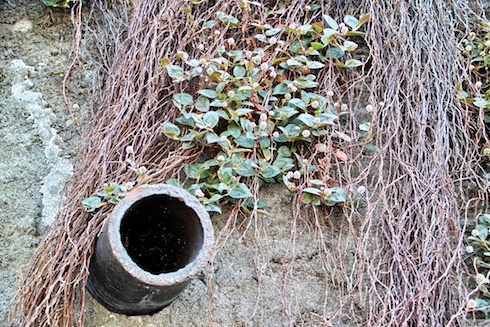 ひるつめそば ひるつめそば