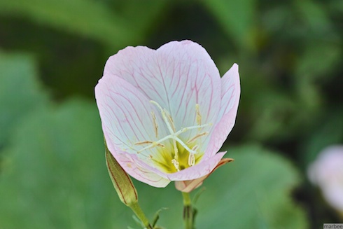 ピンクの花 ピンクの花