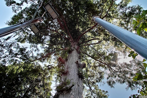 広角で見上げる木 広角で見上げる木