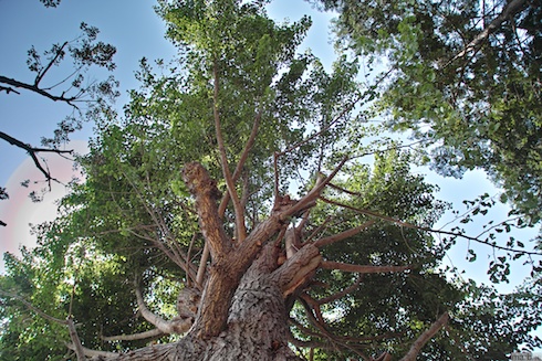 空がグラデーション? 空がグラデーション?