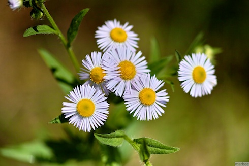 ローゼンタ ローゼンタ