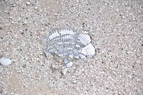 貝殻 貝殻