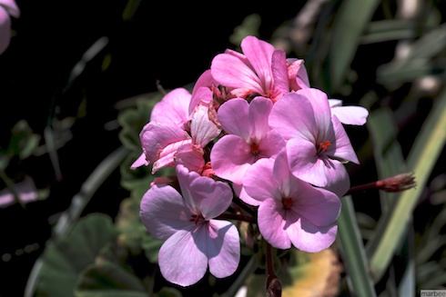 ピンクの花 ピンクの花