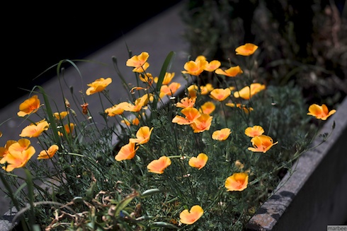 黄色い花 黄色い花