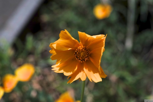 黄色い花 黄色い花