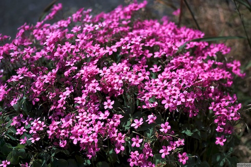 ピンクの花 ピンクの花