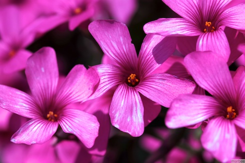 ピンクの花 ピンクの花