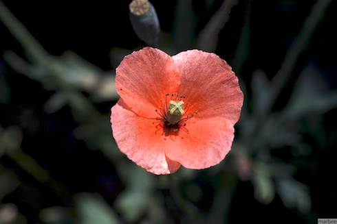 オレンジの花 オレンジの花