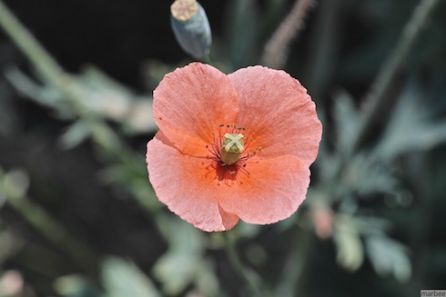 オレンジの花 オレンジの花