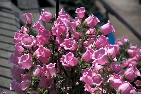 ピンクの花 ピンクの花