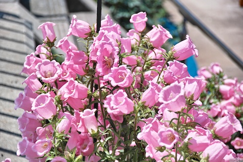 ピンクの花 ピンクの花