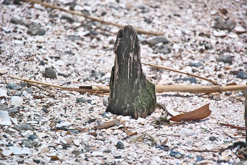 干潟に突き刺さっている木片 干潟に突き刺さっている木片