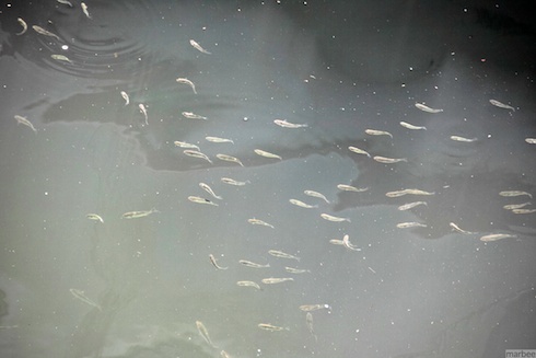 小魚の群れ 小魚の群れ