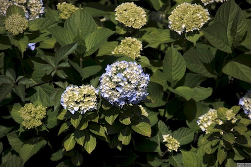 あじさい あじさい