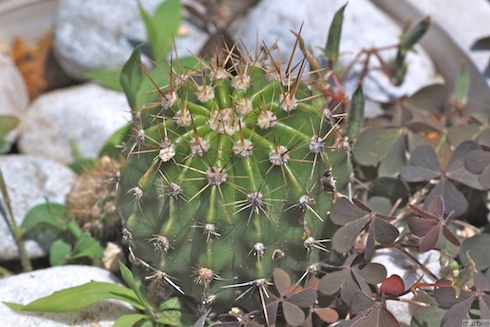 ミニサボテン ミニサボテン