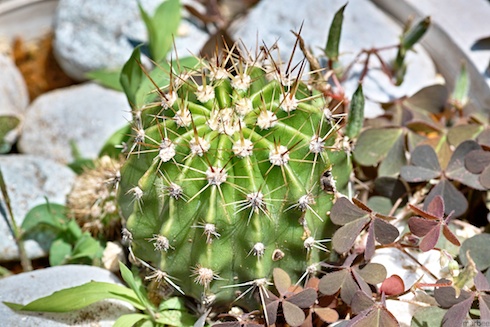 ミニサボテン ミニサボテン