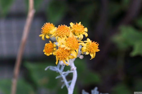 黄色い花 黄色い花