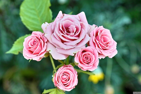 ピンクの花 ピンクの花