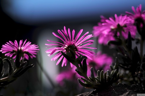 アズマギク アズマギク