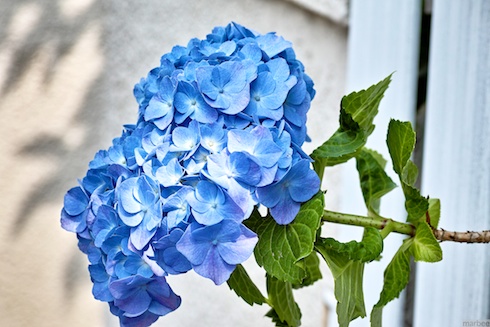 あじさい あじさい