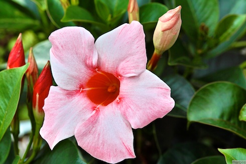 ピンクの花 ピンクの花