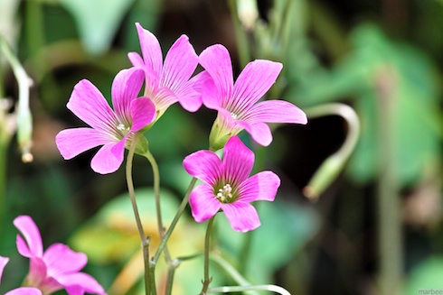 ピンクの花 ピンクの花