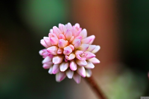 ひるつめそば ひるつめそば