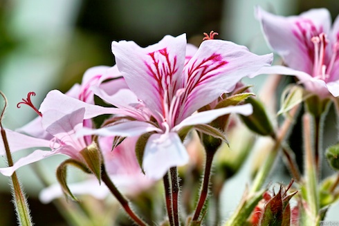 パインゼラニュウム パインゼラニュウム