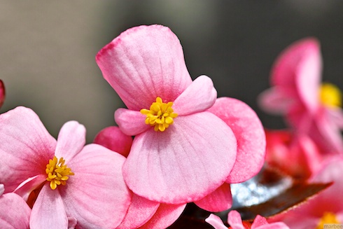 ピンクの花 ピンクの花